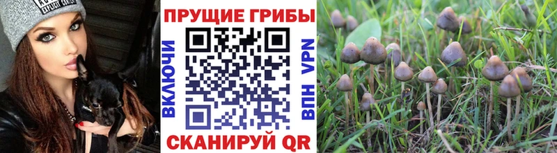 Псилоцибиновые грибы GOLDEN TEACHER  Беслан 